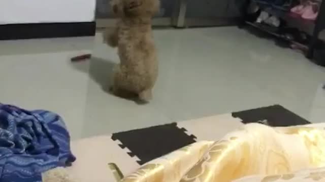 A dog on the floor.