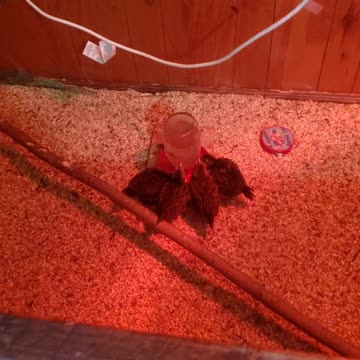 Ep 9. The watering hole.