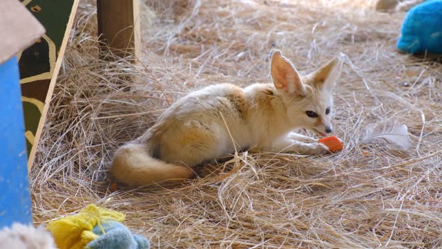 suddenly!! Do foxes like carrots??🦊🥕