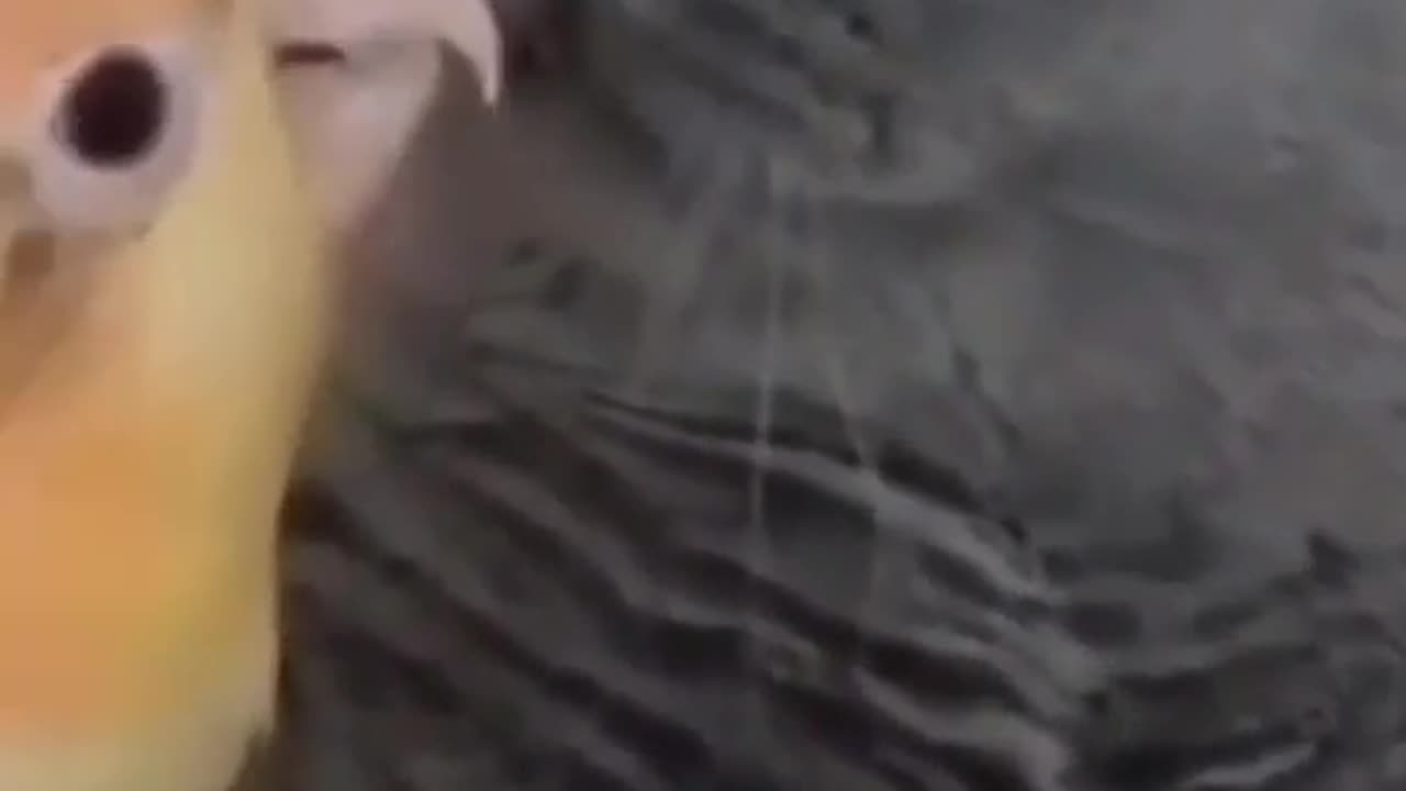 Parrot 🦜🦜 funny 😂🤣🤣🤣🤣