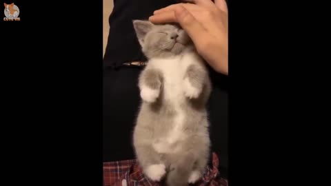 Cute and funny kitten compilation