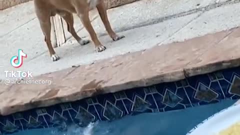 a man rescues a dog