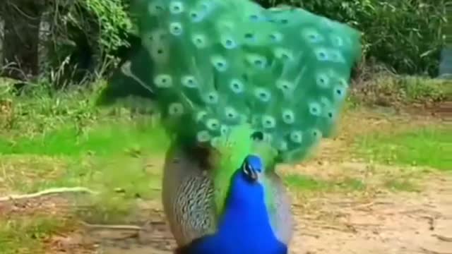 Beautiful Peacock Enjoying Whether...