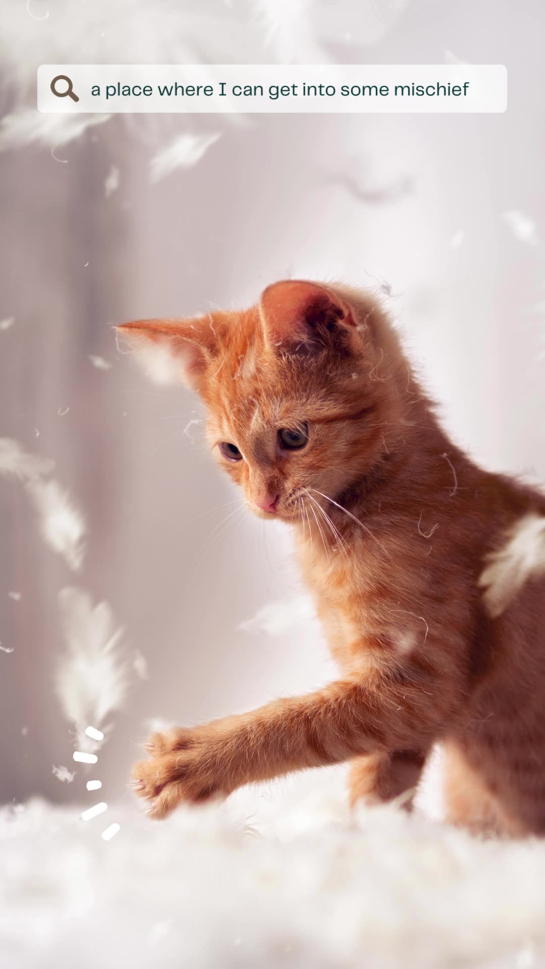 Kitty Rumble cat