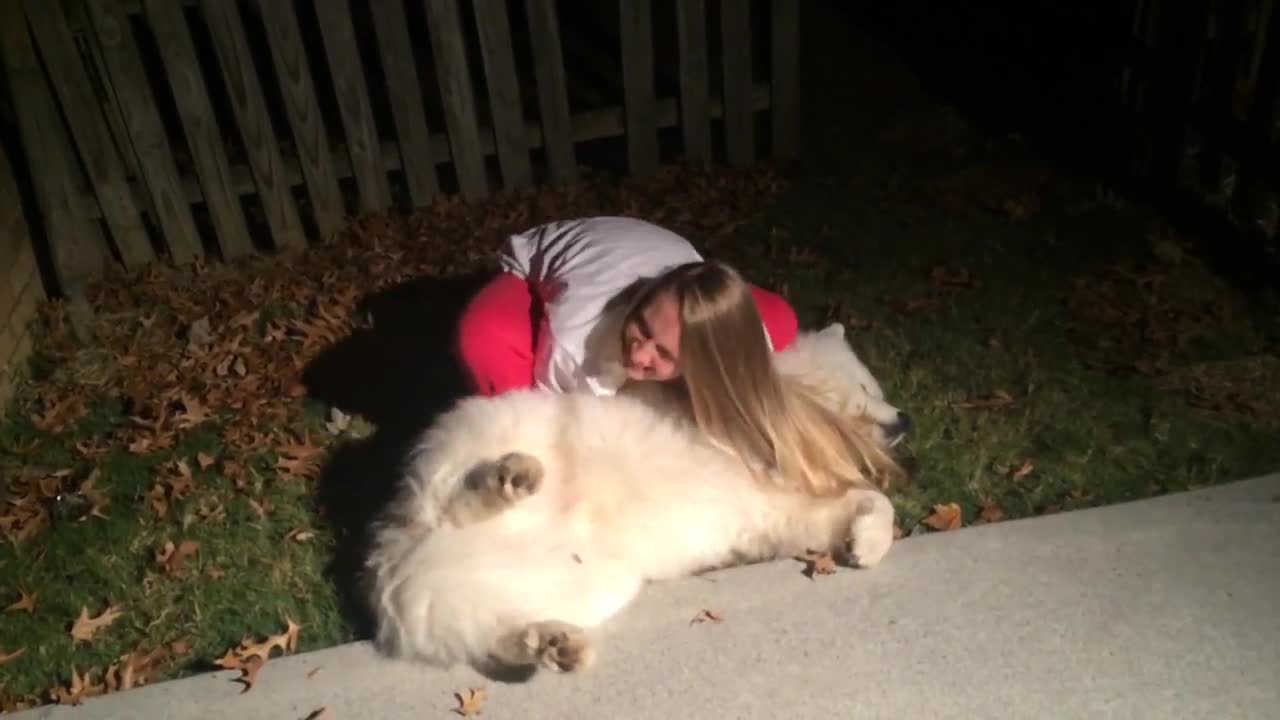 Stubborn Samoyed-Trying to get Cody in from the cold at bedtime.