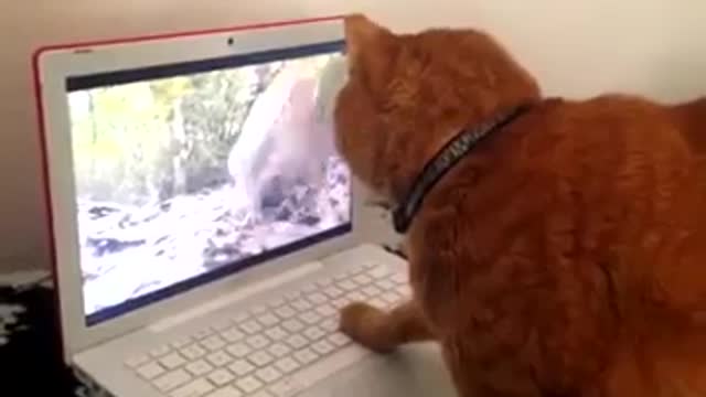 compilation of funny pet scenes