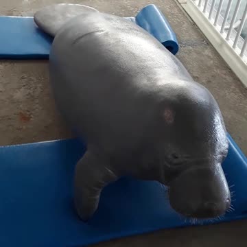 Manatee replica, they are really strange looking creatures but fun to see.