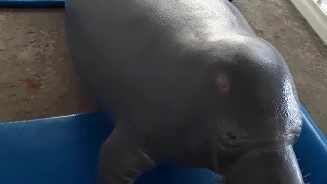 Manatee replica, they are really strange looking creatures but fun to see.