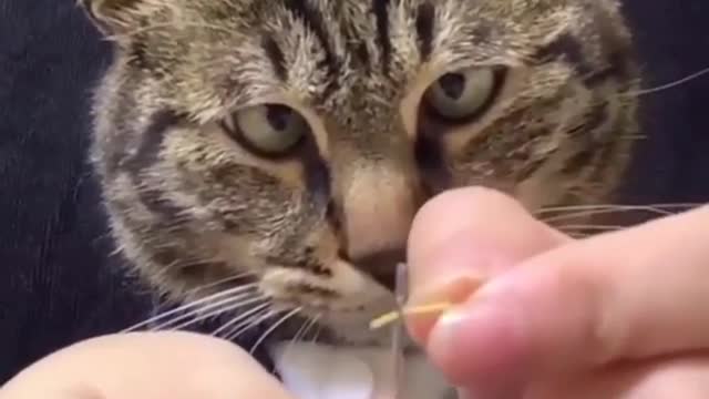 When the cat is focused| FUNNY SHORTS | try not to laugh tik tok 2021 | LOL & MORE