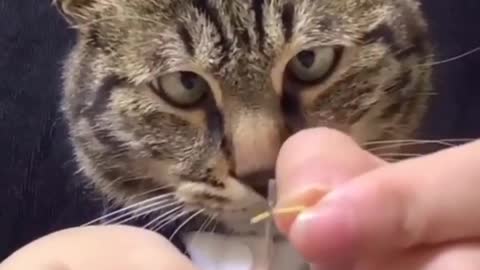 When the cat is focused| FUNNY SHORTS | try not to laugh tik tok 2021 | LOL & MORE