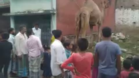 Village Animal Vairal Video