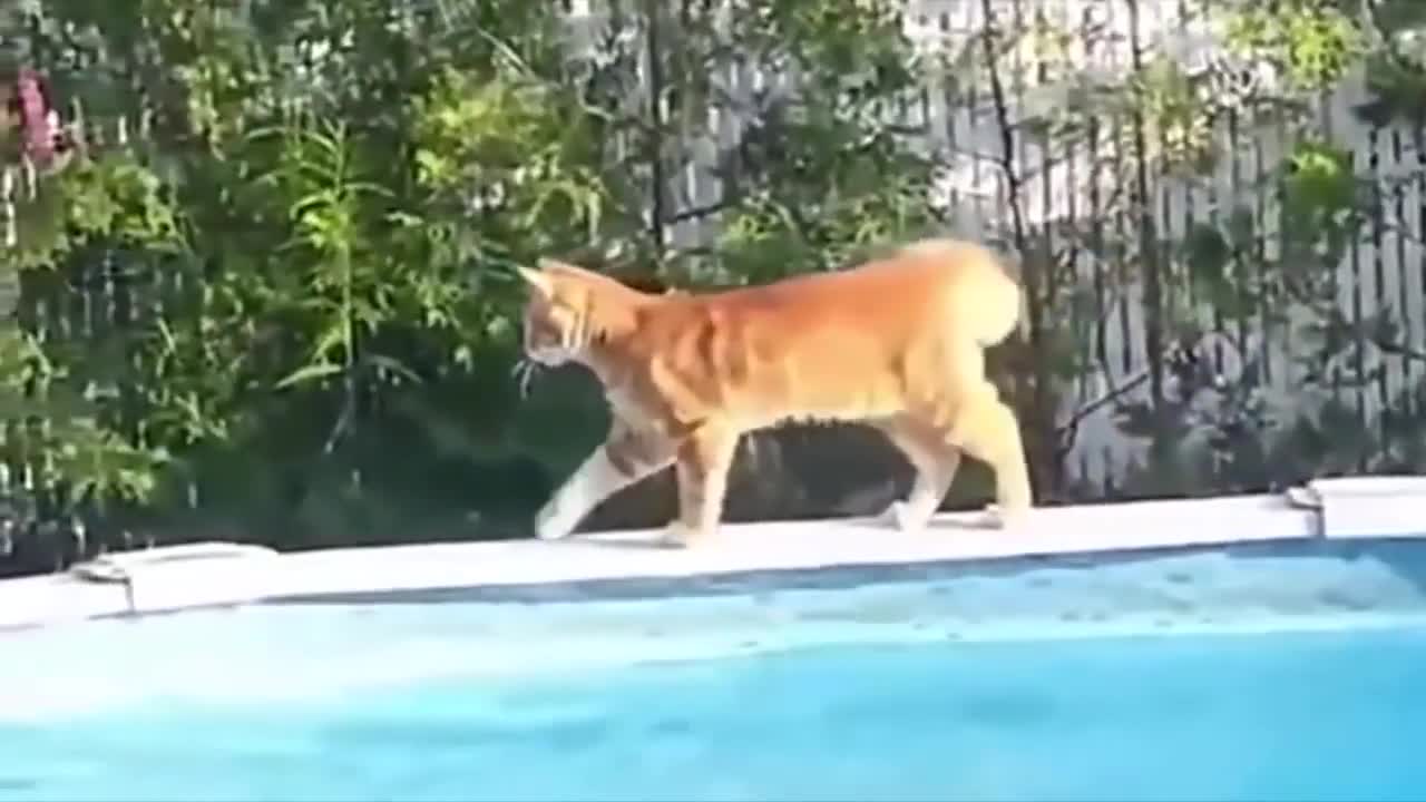 #cat# dog#funny moments videos cat vs water