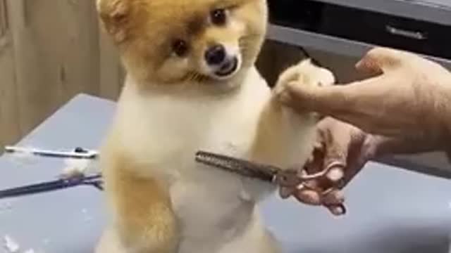 cute little dog in getting a haircut