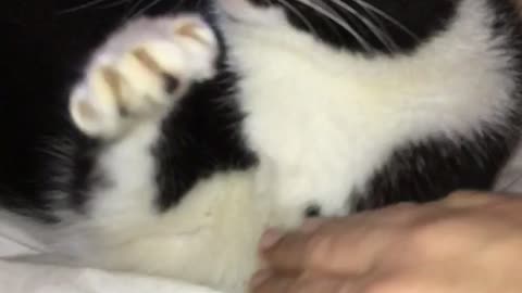 Black and white cat strokes owner's hand on white bed