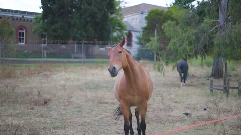 maye 🐎 horse