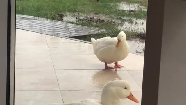 ducks outside the window