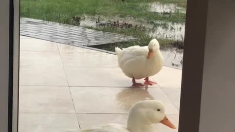 ducks outside the window