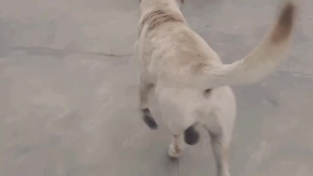 Funny dog video| dog comedy videos #labradordogmyson