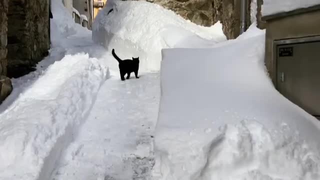 Winter-loving kitty plays in the deep snow