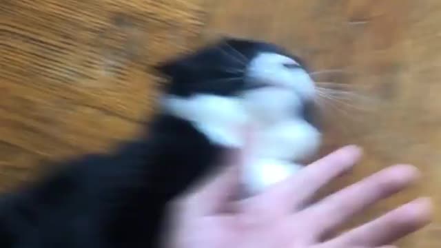 Cat funny fighting 🤣😂 scene