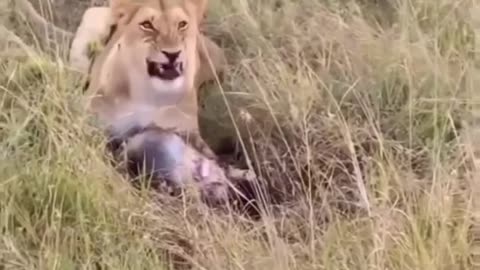 The behavior of wild animals that make you happy and excited