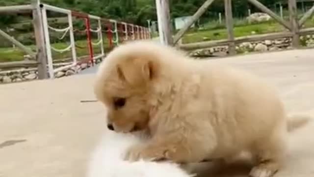 Baby dogs vs cat fight