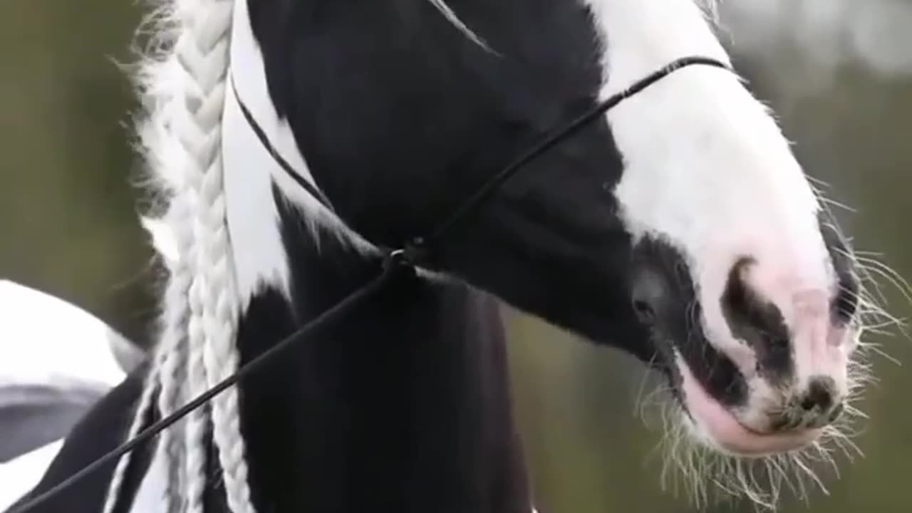 horse