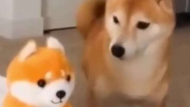 😂funny dog and cat moments😂#4