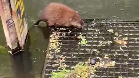 Muskrat/Berlin