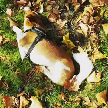 funny dog try not to laugh Jack Russel the funniest dogs