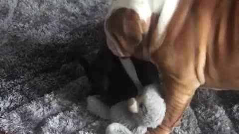 English Bulldog Stanley and Ruby having a mad half hour 🙈