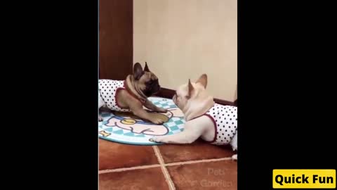 Dogs and Cats Very Funny Videos