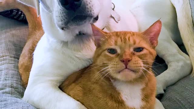 Watch This Tiny Puppy Get Bigger Than His Cat Brother