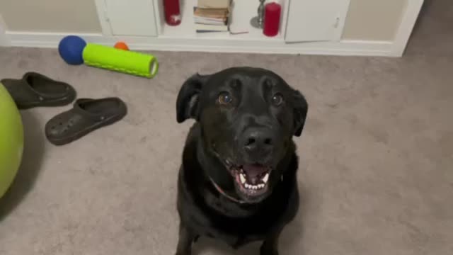 Communicating with my dog she loves to go for a walk!