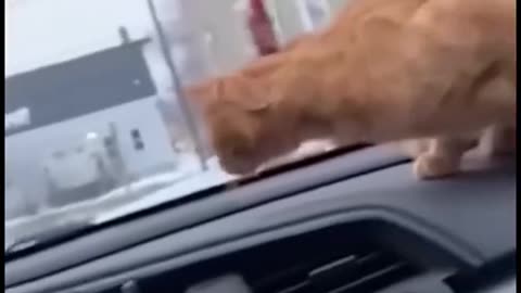 CAT SCARE VIDEOS