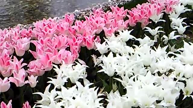 Beautiful tulips.