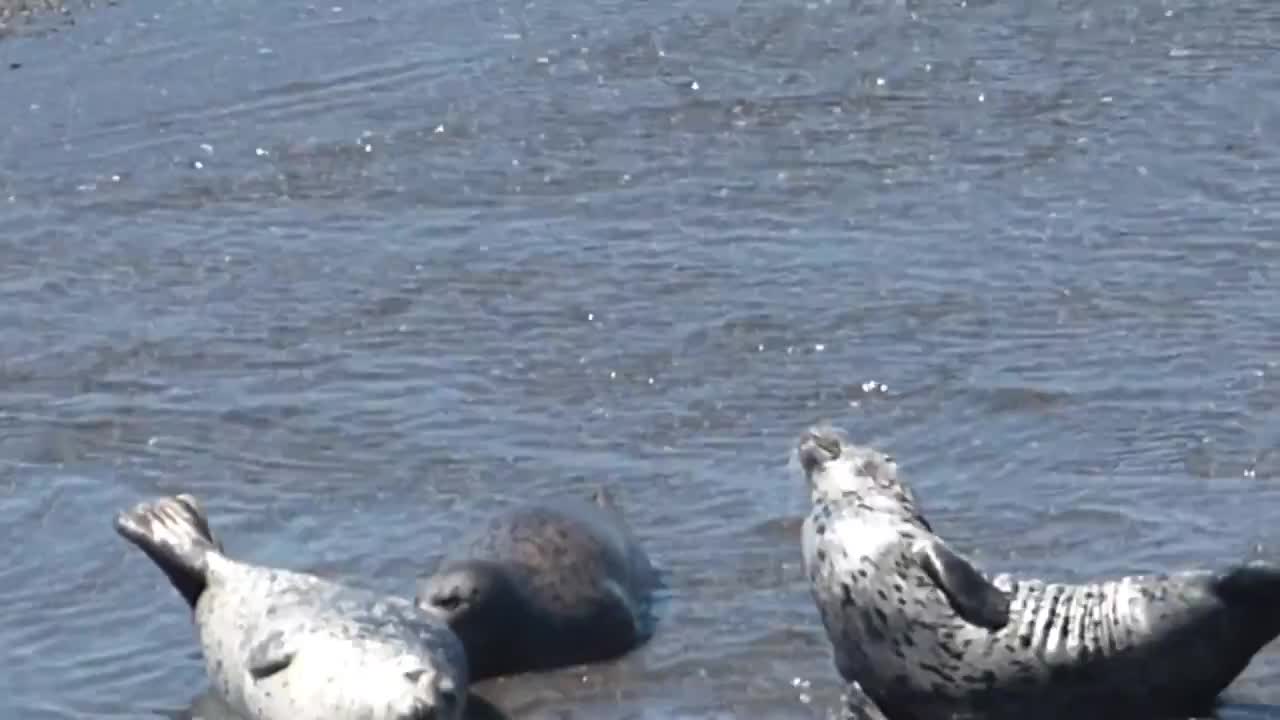 Seals Russian River outlet Jenner