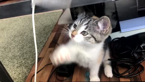 How a playful cute white kitten tries to get attention