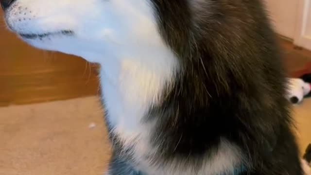 Funny dogs
