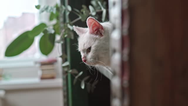 cat video । cat at book shelf - naimdesignstudio