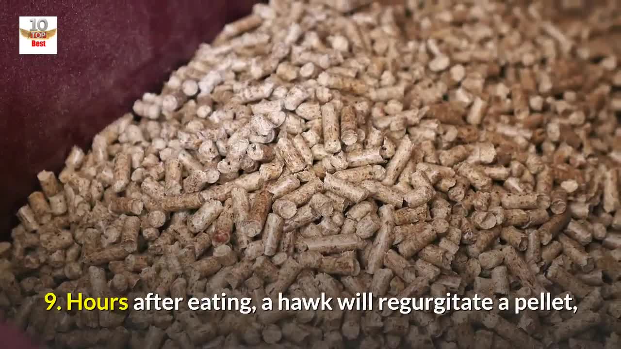 20 Amazing Facts About the Hawks