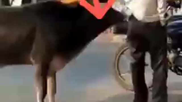 Funny video