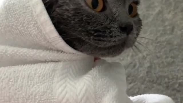 Funny cat