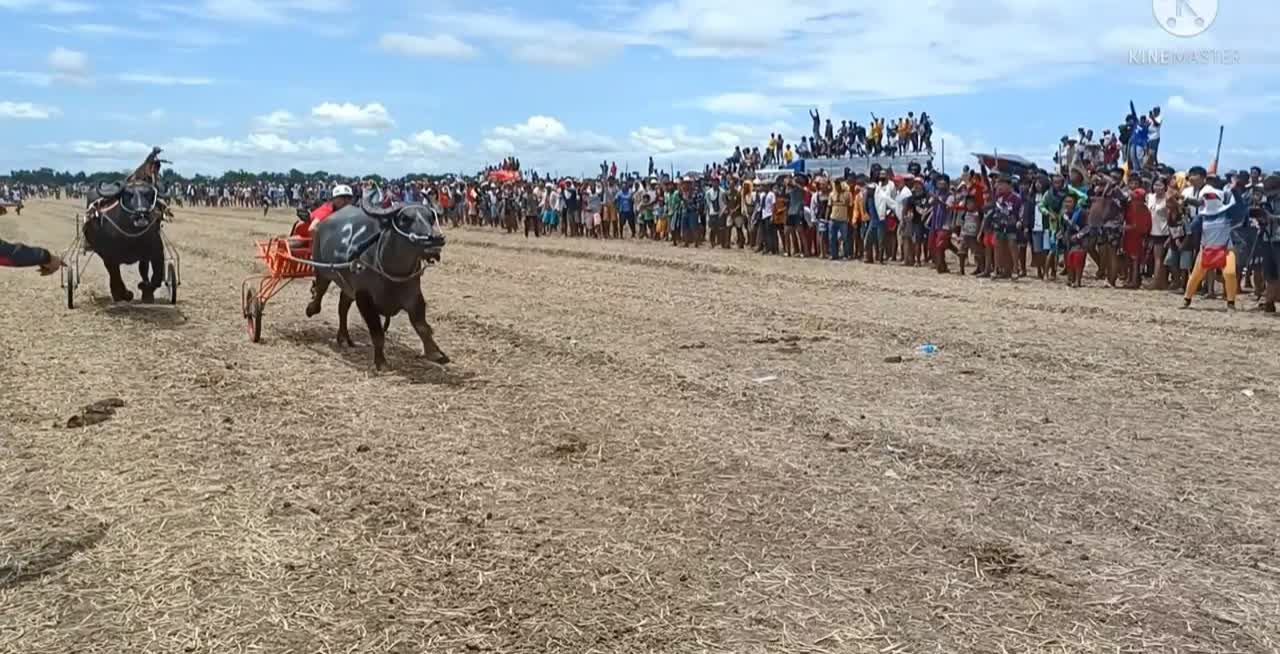 Traditional carabao racing in the phillipines...