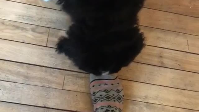 Black puppy barks at camera on wood floor