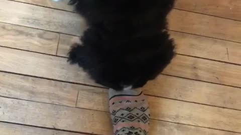 Black puppy barks at camera on wood floor