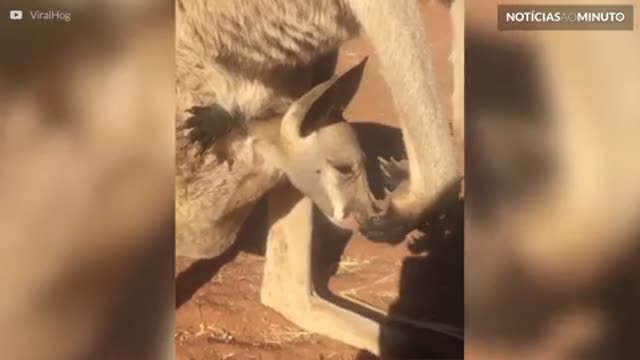 Canguru filhote é transportado na bolsa da mãe