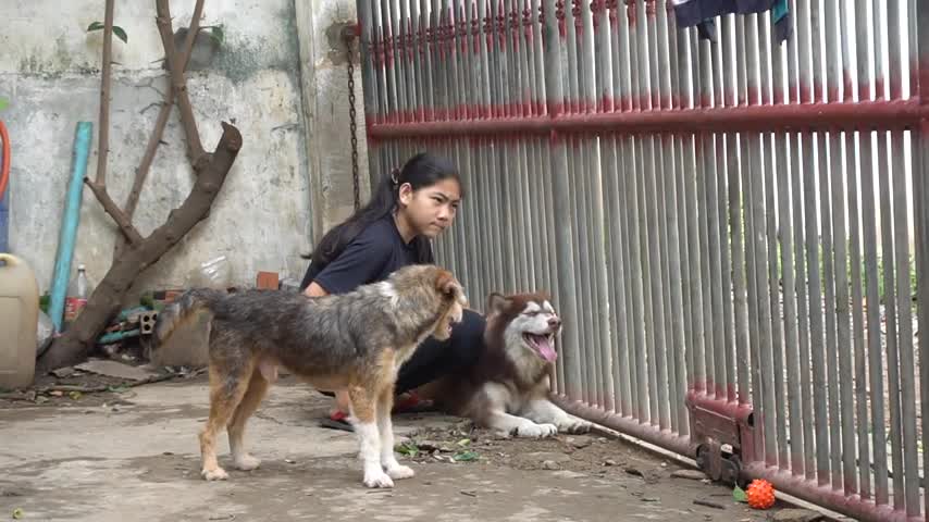Funny girl & two dogs its awesome