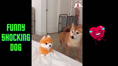 Cute Dog Shocked
