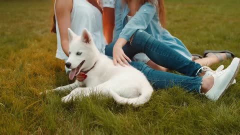 TOP WHITE DOG BREED